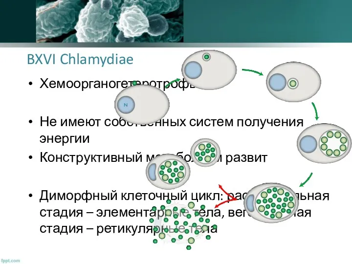 BXVI Chlamydiae Хемоорганогетеротрофы Не имеют собственных систем получения энергии Конструктивный