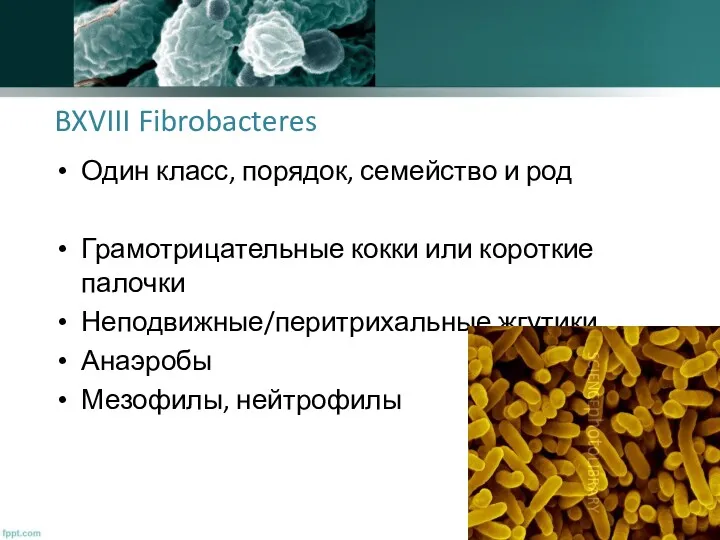 BXVIII Fibrobacteres Один класс, порядок, семейство и род Грамотрицательные кокки