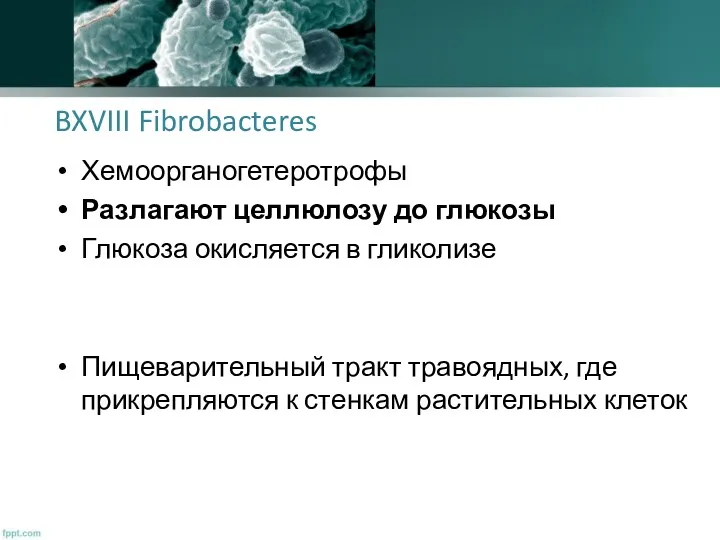 BXVIII Fibrobacteres Хемоорганогетеротрофы Разлагают целлюлозу до глюкозы Глюкоза окисляется в