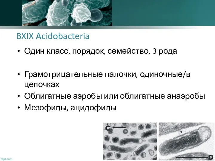 BXIX Acidobacteria Один класс, порядок, семейство, 3 рода Грамотрицательные палочки,