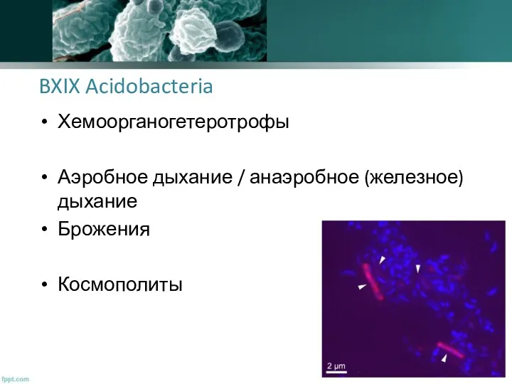 BXIX Acidobacteria Хемоорганогетеротрофы Аэробное дыхание / анаэробное (железное) дыхание Брожения Космополиты