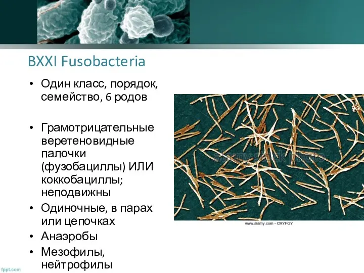 BXXI Fusobacteria Один класс, порядок, семейство, 6 родов Грамотрицательные веретеновидные