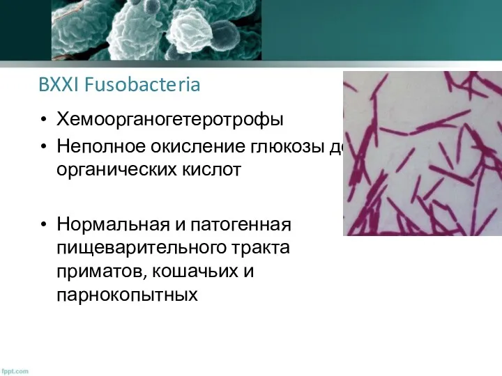 BXXI Fusobacteria Хемоорганогетеротрофы Неполное окисление глюкозы до органических кислот Нормальная