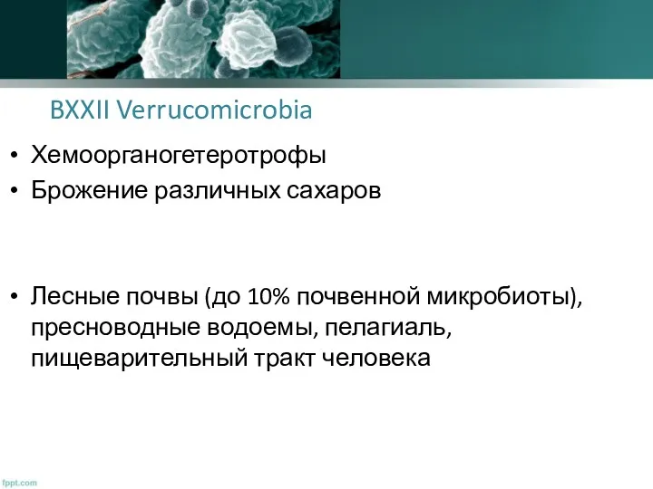 BXXII Verrucomicrobia Хемоорганогетеротрофы Брожение различных сахаров Лесные почвы (до 10%
