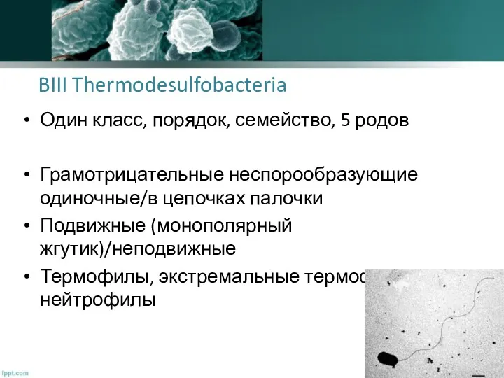 BIII Thermodesulfobacteria Один класс, порядок, семейство, 5 родов Грамотрицательные неспорообразующие
