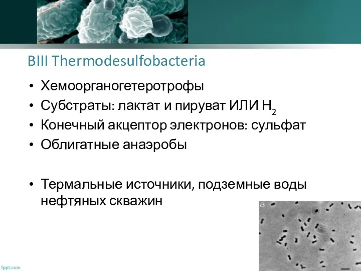 BIII Thermodesulfobacteria Хемоорганогетеротрофы Субстраты: лактат и пируват ИЛИ Н2 Конечный