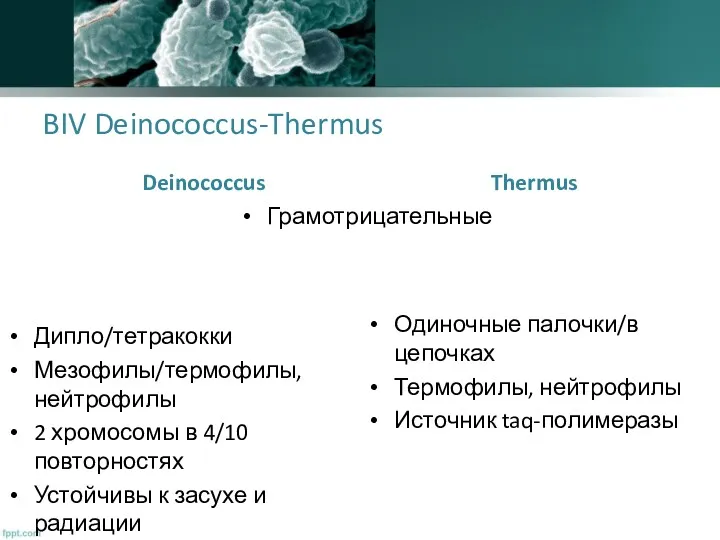 BIV Deinococcus-Thermus Deinococcus Дипло/тетракокки Мезофилы/термофилы, нейтрофилы 2 хромосомы в 4/10