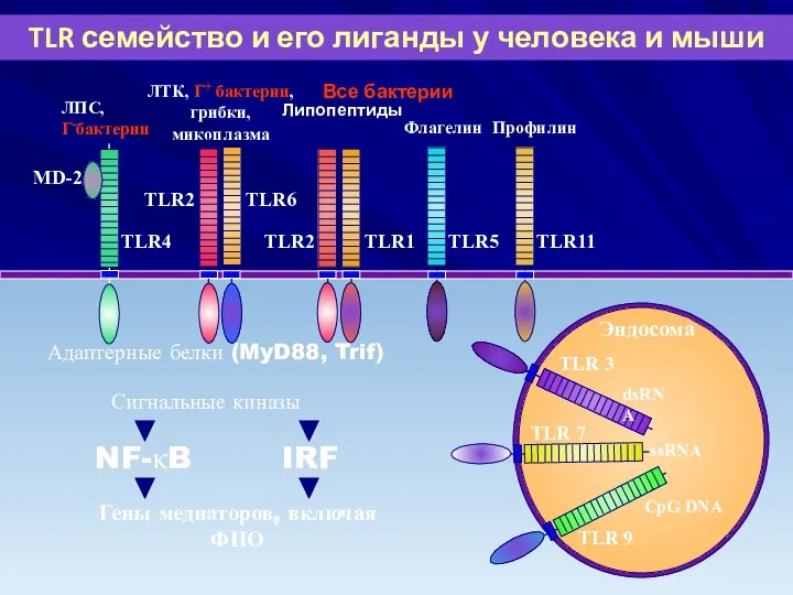 TLR4 ЛПС, Г-бактерии MD-2 TLR семейство и его лиганды у человека и мыши
