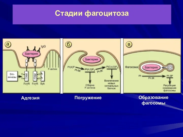 Стадии фагоцитоза Адгезия Погружение Образование фагосомы
