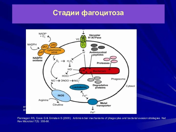 Стадии фагоцитоза Flannagan RS, Cosio G & Grinstein S (2009). Antimicrobial mechanisms of