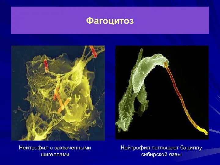 Фагоцитоз Нейтрофил с захваченными шигеллами Нейтрофил поглощает бациллу сибирской язвы