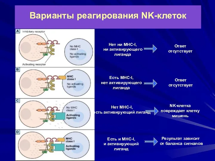 Варианты реагирования NK-клеток Нет ни МНС-I, ни активирующего лиганда Есть МНС-I, нет активирующего