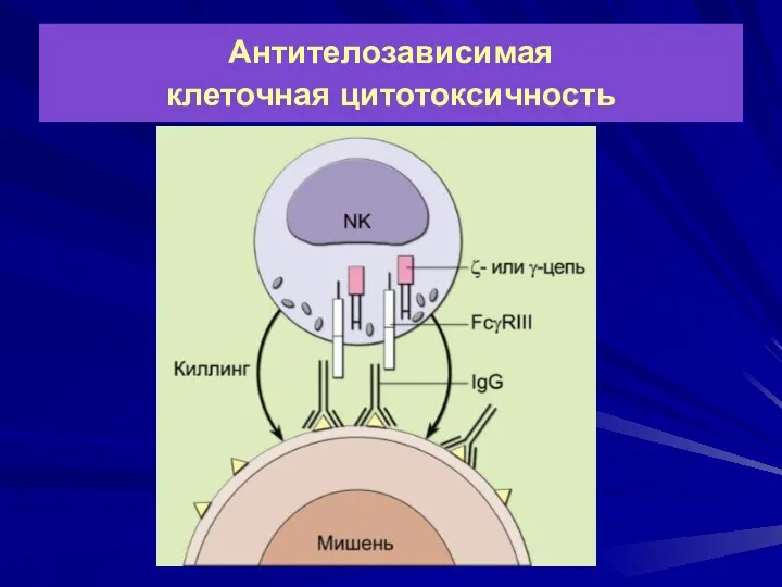 Антителозависимая клеточная цитотоксичность