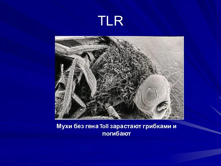 TLR Мухи без гена Toll зарастают грибками и погибают
