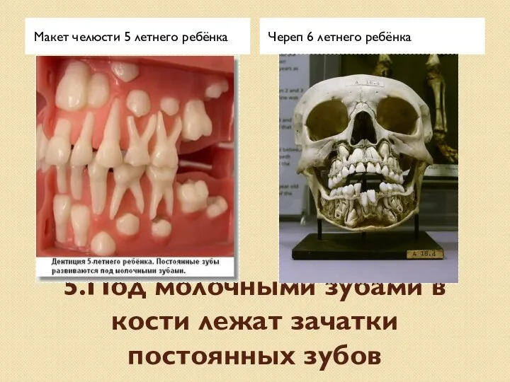 5.Под молочными зубами в кости лежат зачатки постоянных зубов Макет