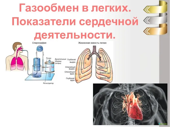 Газообмен в легких. Показатели сердечной деятельности.