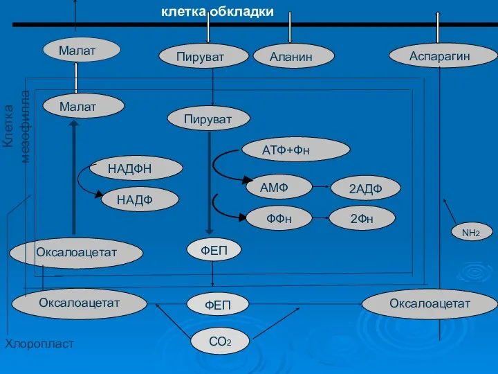 Малат Пируват Аланин Аспарагин Малат НАДФН НАДФ Оксалоацетат Пируват АТФ+Фн