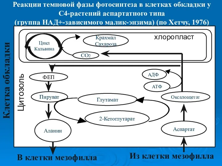 Реакции темновой фазы фотосинтеза в клетках обкладки у С4-растений аспартатного