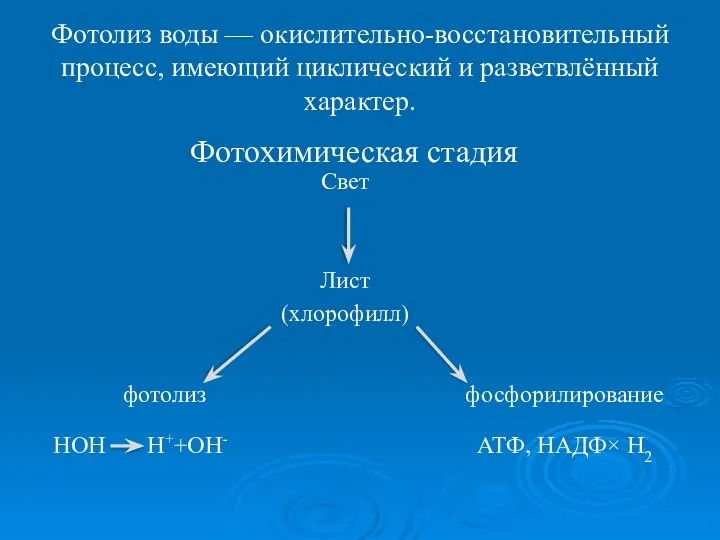 Фотолиз воды — окислительно-восстановительный процесс, имеющий циклический и разветвлённый характер. Фотохимическая стадия