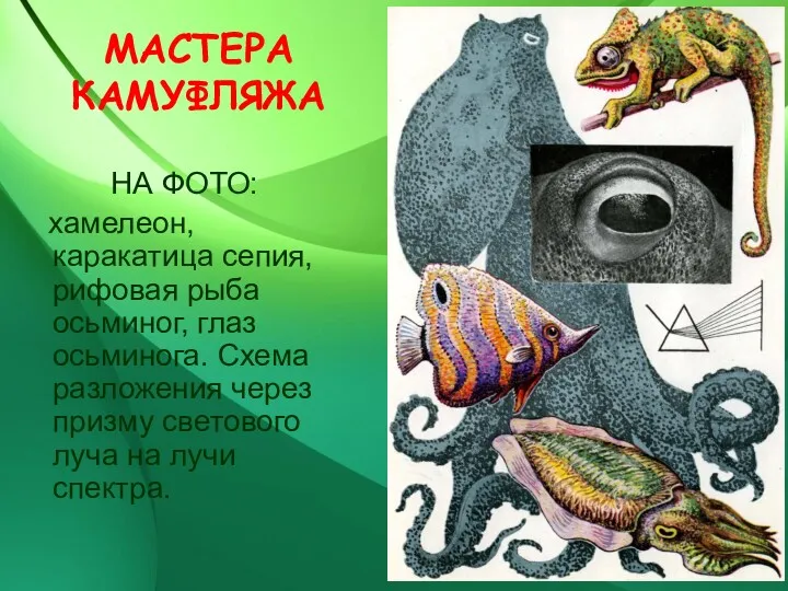 МАСТЕРА КАМУФЛЯЖА НА ФОТО: хамелеон, каракатица сепия, рифовая рыба осьминог, глаз осьминога. Схема