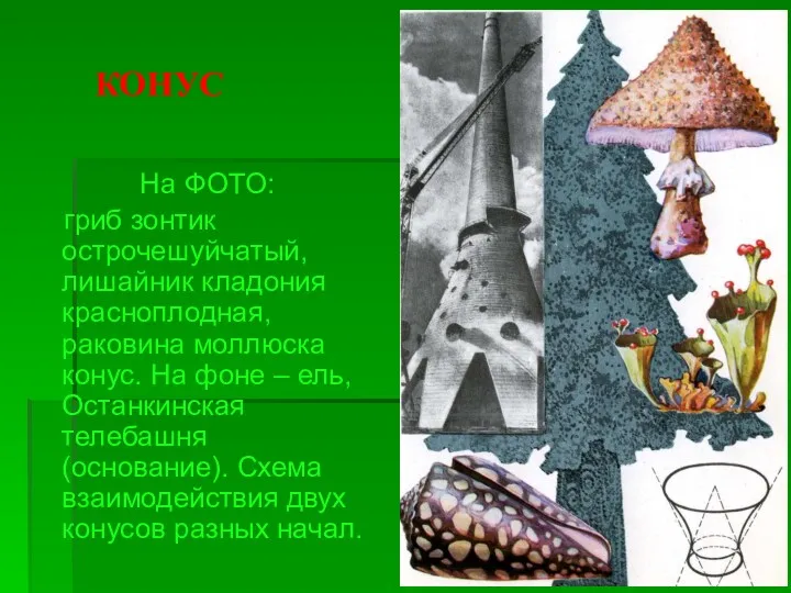 КОНУС На ФОТО: гриб зонтик острочешуйчатый, лишайник кладония красноплодная, раковина