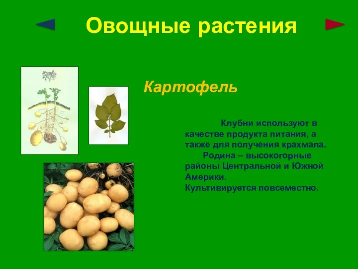 Овощные растения Картофель Клубни используют в качестве продукта питания, а также для получения
