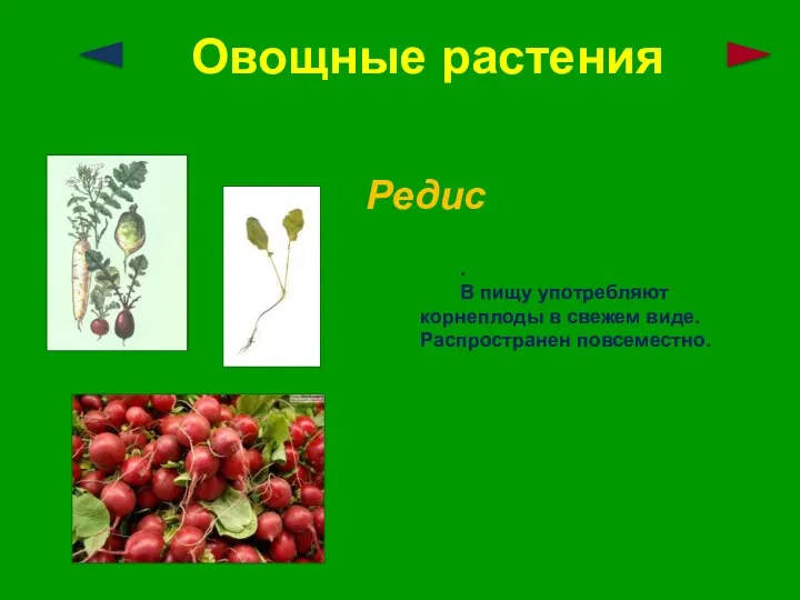 Овощные растения Редис . В пищу употребляют корнеплоды в свежем виде. Распространен повсеместно.