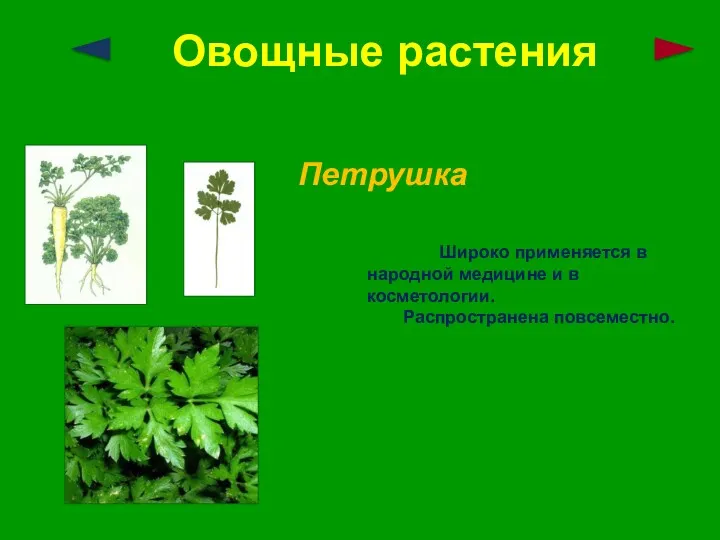 Овощные растения Петрушка Широко применяется в народной медицине и в косметологии. Распространена повсеместно.