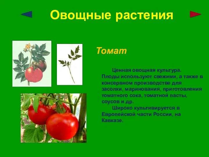 Овощные растения Томат Ценная овощная культура. Плоды используют свежими, а также в консервном