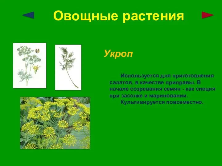 Овощные растения Укроп Используется для приготовления салатов, в качестве приправы. В начале созревания