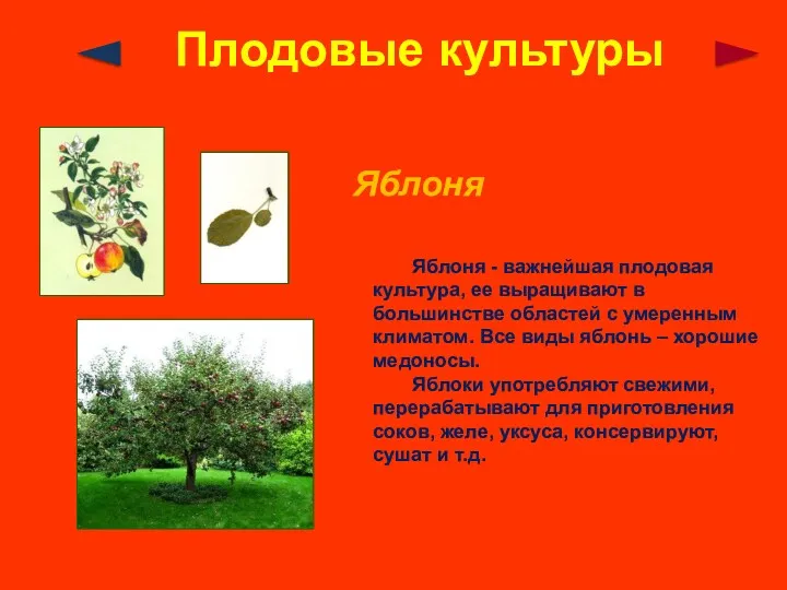 Плодовые культуры Яблоня Яблоня - важнейшая плодовая культура, ее выращивают в большинстве областей