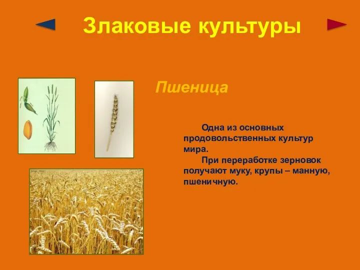 Злаковые культуры Пшеница Одна из основных продовольственных культур мира. При переработке зерновок получают