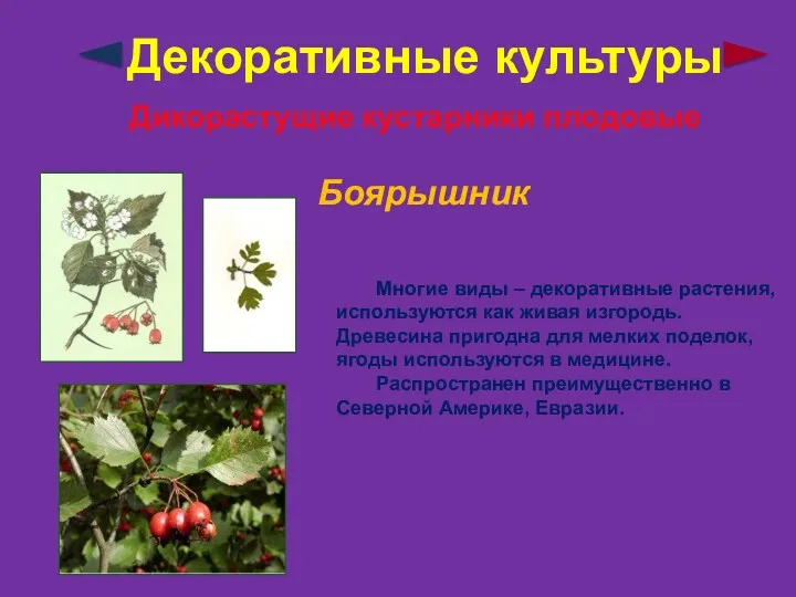 Декоративные культуры Дикорастущие кустарники плодовые Боярышник Многие виды – декоративные растения, используются как