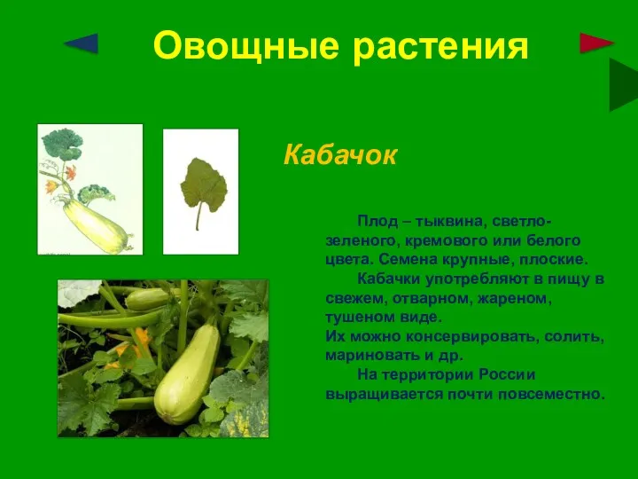 Овощные растения Кабачок Плод – тыквина, светло-зеленого, кремового или белого цвета. Семена крупные,