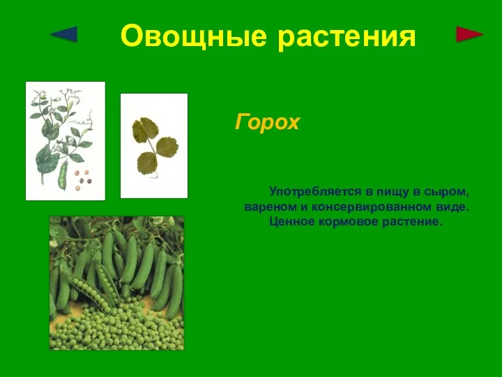 Овощные растения Горох Употребляется в пищу в сыром, вареном и консервированном виде. Ценное кормовое растение.