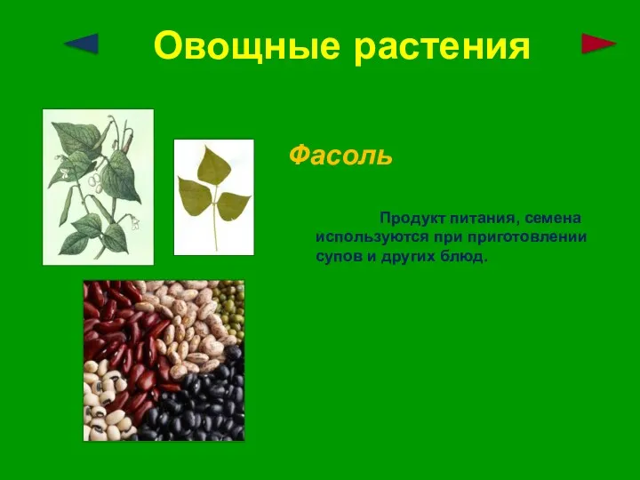 Овощные растения Фасоль Продукт питания, семена используются при приготовлении супов и других блюд.