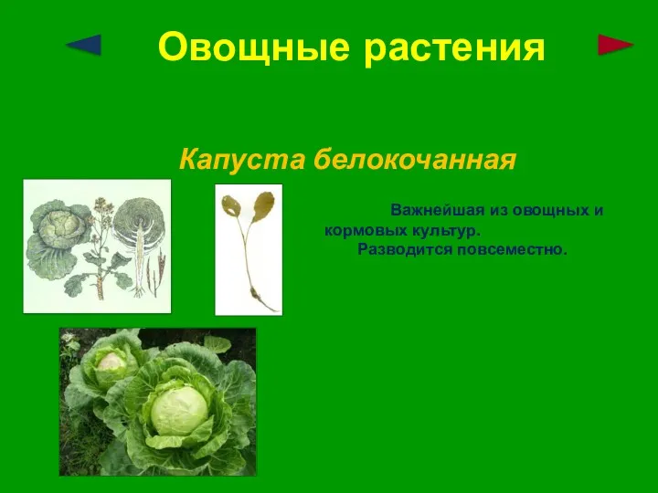 Овощные растения Капуста белокочанная Важнейшая из овощных и кормовых культур. Разводится повсеместно.