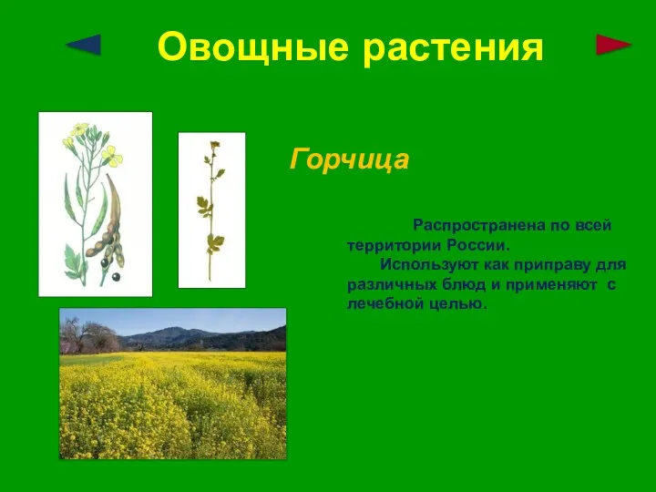 Овощные растения Горчица Распространена по всей территории России. Используют как приправу для различных