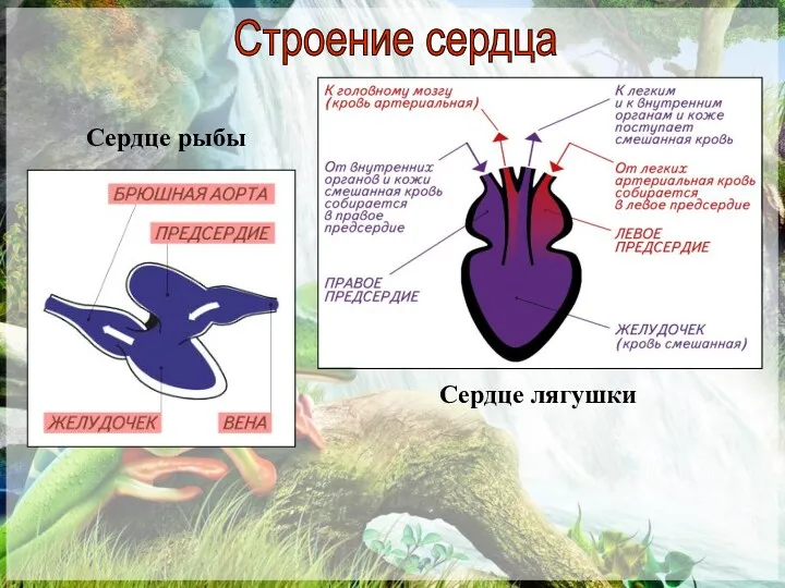 Сердце рыбы Сердце лягушки Строение сердца