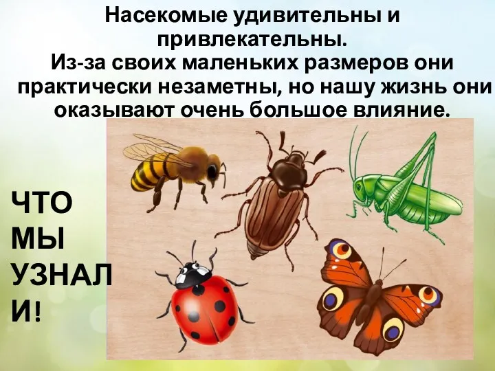 Насекомые удивительны и привлекательны. Из-за своих маленьких размеров они практически