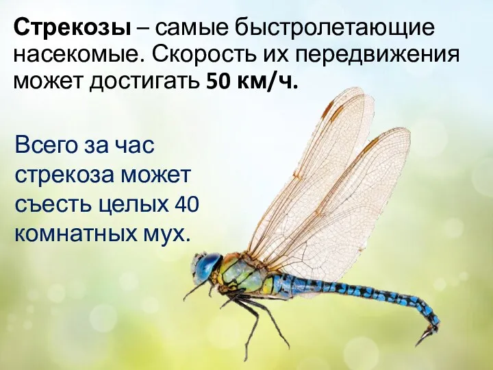 Стрекозы – самые быстролетающие насекомые. Скорость их передвижения может достигать 50 км/ч. Всего