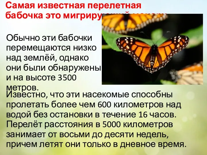 Самая известная перелетная бабочка это мигрирующий монарх Обычно эти бабочки перемещаются низко над