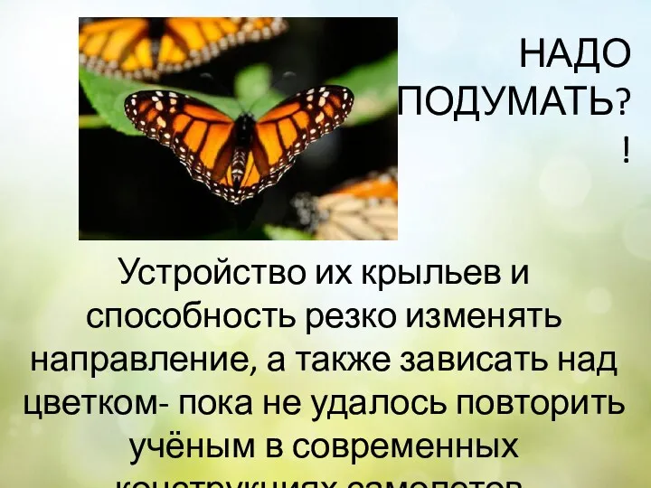 Устройство их крыльев и способность резко изменять направление, а также