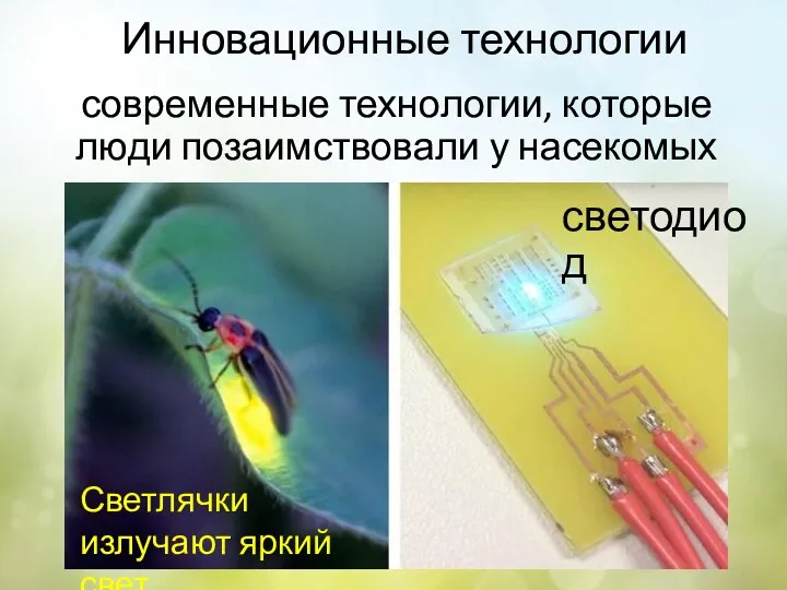 Инновационные технологии современные технологии, которые люди позаимствовали у насекомых светодиод Светлячки излучают яркий свет