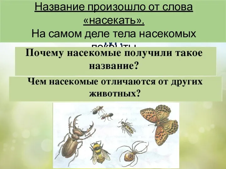 ПОДУМАЕМ? Название произошло от слова «насекать». На самом деле тела насекомых покрыты полосками, как насечками.