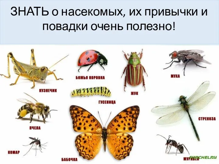 ЗНАТЬ о насекомых, их привычки и повадки очень полезно!