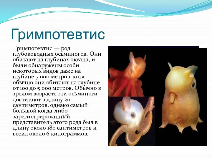 Гримпотевтис Гримпотевтис — род глубоководных осьминогов. Они обитают на глубинах