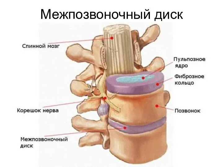 Межпозвоночный диск