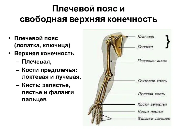Плечевой пояс и свободная верхняя конечность Плечевой пояс (лопатка, ключица)