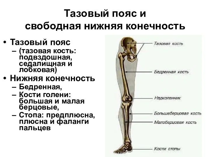 Тазовый пояс и свободная нижняя конечность Тазовый пояс (тазовая кость: